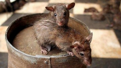 Uni&scaron;tavanje glodara